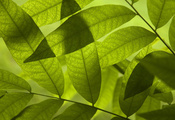 зелень, зеленые, листочки, свежесть, листопад, Листва