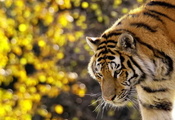 Тигр, полосатый, стоит, усы, смотрит, морда