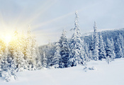 sun, снег, солнце, елки, Зима, сосны, ели, север, winter