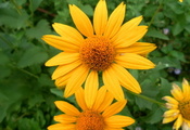 цветок, желтый