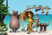 мультфильм, Madagascar 3, зебра, мадагаскар, новый, три, new