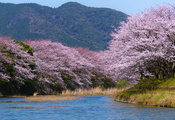 река, цветение, гора, сад, весна, сакура, Япония