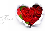 forever, Красный, цветы, розы, сердце