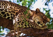 дерево, отдых, лапа, Леопард
