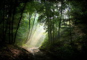 лес, свет, Природа, дорога