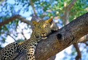 дикая кошка, на дереве, Леопард, пятнистый, лежит