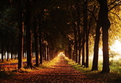 вечер, деревья, тропа, осень, Аллея