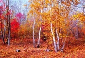 багрец, золото, красный, осень, листья, листопад, октябрь, лес, казахстан,  ...