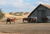 лошадь, конь, табун, ферма, деревня, загон, кобыла, казахстан, щучинск, бре ...