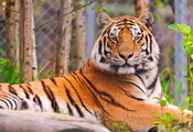 лежит, смотрит, морда, Тигр, полосатый красавец