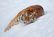язык, Тигр, снег, взгляд, лежит, смотрит, полосатый