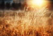 радость, лес, пшеница, утро, трава, Макро обои, солнце