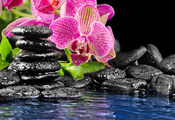 плоские, Цветок, камни, вода, розовый, черные, орхидея