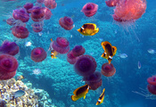 кораллы, Рыбы, море, океан, медузы, , подводный мир