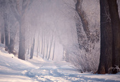 снег, лес, дорога, Зима