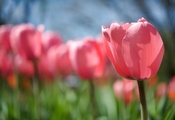 цветок, поляна, стебель, весна, бутон, розовый, Тюльпан