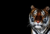 Тигр, обои, морда, черный фон