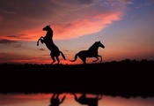свобода, view, закат, great, picture, лошади, Silhouette, sunset, horses