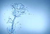 голубой, цветок, Роза, капли, вода