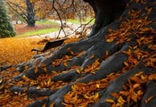Осень, дерево, листья, парк, скамья