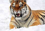 оскал, взгляд, снег, морда, лежит, угроза, Тигр