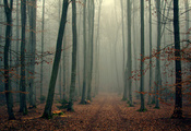 лес, осень, ветки, wood, листва, туман, деревья, Foggy