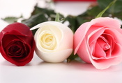 белая, Розы, красная, три, розовая