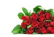 rose, lovely, flowers, red roses, beautiful, Flower, nice, cool, pretty, ro ...