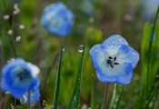 трава, синий, цветы, цветок, голубой, Колокольчик