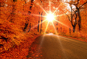 дорога, лес, Осень, деревья, лучи, листья, солнце