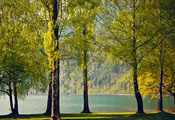 деревья, весна, озеро, природа, Швейцария, березы