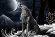 North howl, волк, звёзды, ночь, луна