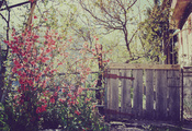цветы, весна, дом, забор, калитка, Природа