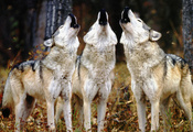 трое, Волки, воют