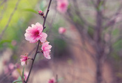 дерево, розовый, цветок, весна, Япония, веточка, сакура