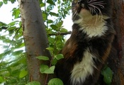 кошка, дерево, листья, глаза, зеленые