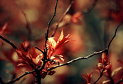 листва, Макро, ветки, весна
