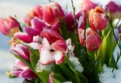 тюльпаны, Снег, весна, цветы