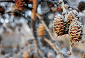 winter, ветки, pinecones, зима, снег, боке, nature, шишки, Природа