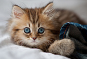 paws, cute, kitty, глаза, кошка, Cat, eyes, blue eyes