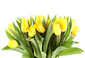 hd, лепестки, 8 март, красивые, Цветы, листки