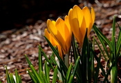 желтые, лепестки, весна, spring, yellow, petals, Crocuses, крокусы
