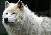 взгяд, Белый, волк