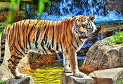 Тигр, смотрит, стоит, камни, водопад