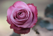 макро, цветок, Фото, роза, розовая