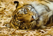 Тигр, смотрит, взгляд, усы, лежит, морда