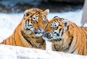 пара, Тигр, ласка, снег, тигрята, зима