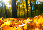 деревья, лес, осень, Листья