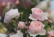 розовые, лепестки, куст, Розы, листья, цветы, бутоны