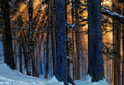 природа, лес, Зима, свет, деревья